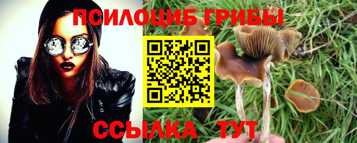 Галлюциногенные грибы MAGIC MUSHROOMS  Вход с VPN  Новозыбков 
